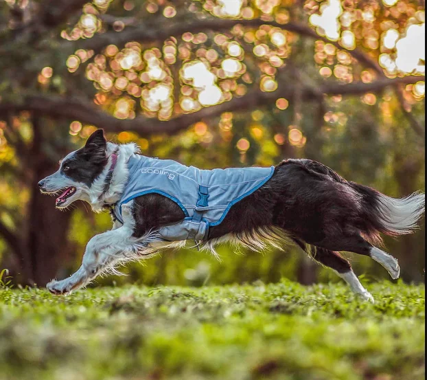 Kurgo Core Cooling Vest Icy